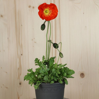 papaver-nudicaule-bubble-f1-scarlet-16er-2621.jpg