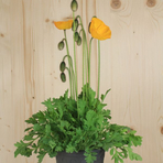 papaver-nudicaule-bubbles-f1-yellow-16er-2616.jpg