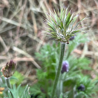 pulsatilla-vulgaris-red-shades-3421-3422-3423.jpg