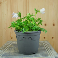 pulsatilla-vulgaris-white-14er-3423.jpg