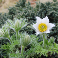 pulsatilla-vulgaris-white-shades-3423.jpg