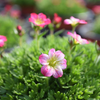 saxifraga-rosa-1024.jpg
