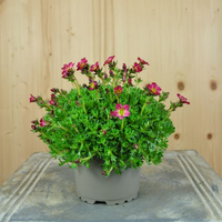 saxifraga-x-arendsii-pixi-rose-10-5er-1024.jpg