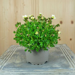 saxifraga-x-arendsii-pixi-white-10-5er-1027.jpg