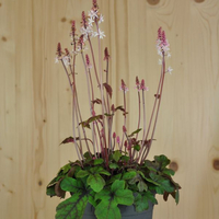 tiarella-spring-symphony-14er-3099.jpg