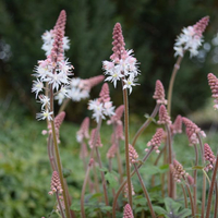 tiarella-spring-symphony-3099-3270-3254.jpg