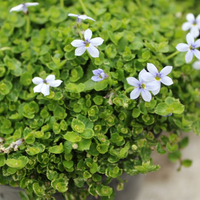 isotoma-blue-stars-3145.jpg