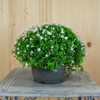 isotoma-fluviatilis-white-stars-3146.jpg