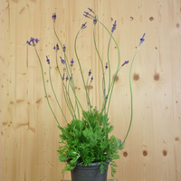 lavandula-pinnata-21er-1759.jpg