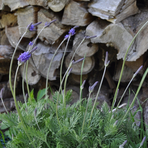 lavendula-pinnata-1759.jpg