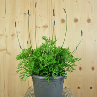 lavendula-pinnata-21er-1759.jpg