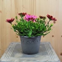 osteospermum-ecklonis-pink-sun-14er-3779.jpg