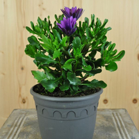 osteospermum-ecklonis-sunny-electra-14er-3658-1.jpg