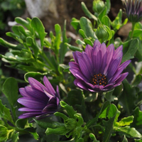 osteospermum-ecklonis-sunny-electra-14er-3658.jpg