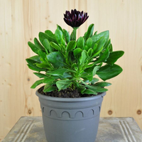 osteospermum-ecklonis-sunny-elektra-gaia-14er-3659.jpg