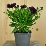 osteospermum-ecklonis-sunny-gaia-14er-3659-1.jpg