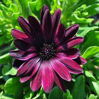 osteospermum-ecklonis-sunny-gaia-14er-3659.jpg
