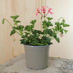 pelargonium-peltatum-balcon-pink-13er-1652.jpg