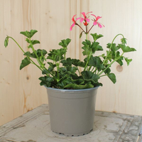 pelargonium-peltatum-balcon-pink-13er-1652.jpg
