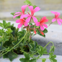 pelargonium-peltatum-grp-balcon-pink-1652.jpg