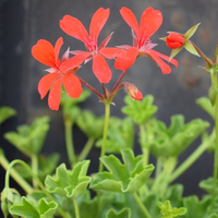 pelargonium-peltatum-grp-balcon-red-1654.jpg