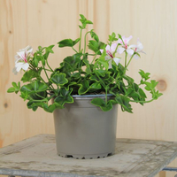 pelargonium-peltatum-glacier-white-13er-1656.jpg