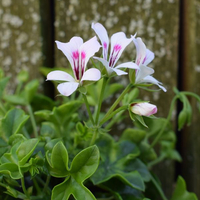 pelargonium-peltatum-grp-glacier-white-1656.jpg