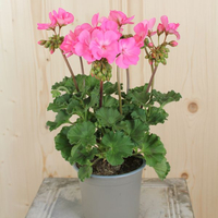pelargonium-zonale-ameli-rosa-dl-13er-1648.jpg