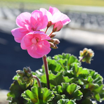 pelargonium-zonale-grp-ameli-ros-dl-1648.jpg
