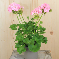 pelargonium-zonale-goesta-rosa-hl-13er-1661.jpg