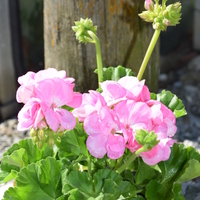 pelargonium-zonale-grp-goesta-rosa-hl-1661-v.jpg