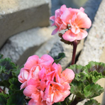 pelargonium-zonale-grp-loki-lachs-dl-1667.jpg