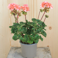 pelargonium-zonale-loki-lachs-dl-13er-1667.jpg