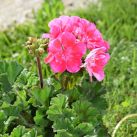 pelargonium-zonale-grp-vineta-violet-dl-1675.jpg