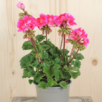 pelargonium-zonale-vineta-violeta-13er-1675.jpg
