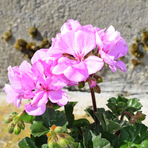 pelargonium-zonale-grp-violino-rosa-dl-1676.jpg