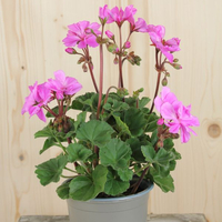 pelargonium-zonale-violino-rosa-dl-13er-1676.jpg