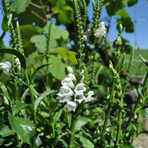 physostegia-virginiana-chrystal-peak-white-3692.jpg
