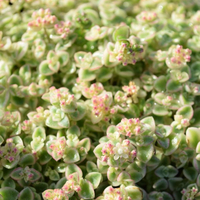 sedum-pellucida-3128.jpg