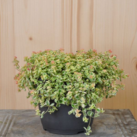 sedum-pellucida-little-missy-14er-3128.jpg