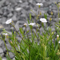 silene-alpestris-2081-1792-3520.jpg