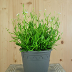 silene-alpestris-starry-dreams-16er-3520.jpg