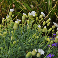 silene-maritima-1094-1031.jpg