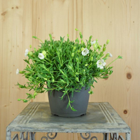 silene-maritima-reinweiss-16er-1094.jpg