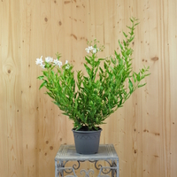 solanum-jasminoides-weiss-16er-3783.jpg