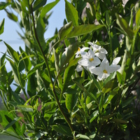 solanum-jasminoides-weiss-3765-3783-3794.jpg