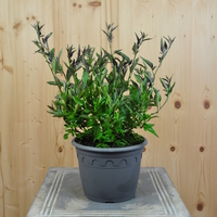 solanum-jasminoides-weiss-3783.jpg