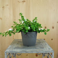sutera-hybrida-double-snow-white-14er-3148.jpg