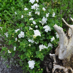 sutera-hybrida-double-snowball-3148.jpg
