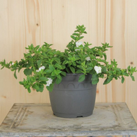 sutera-hybrida-double-snowball-white-14er-3148.jpg